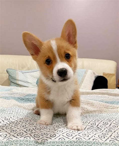 The full pricing of Dovetail Ranch Corgi puppies in Texas varies heavily so be sure to contact them. . Corgi puppies near me